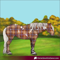 Horse Color:Plaid  White Spotted Silver Brown Skewed Appaloosa 