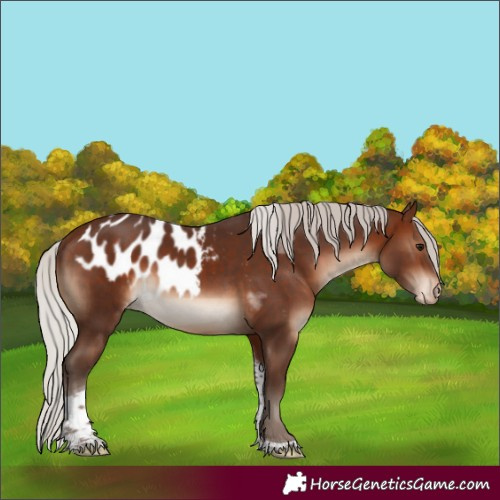 Horse Color:Silver Brown Tobiano Skewed Appaloosa 