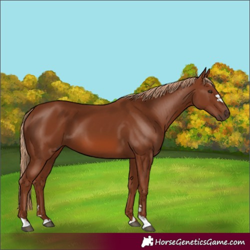 Horse Color:Chestnut 