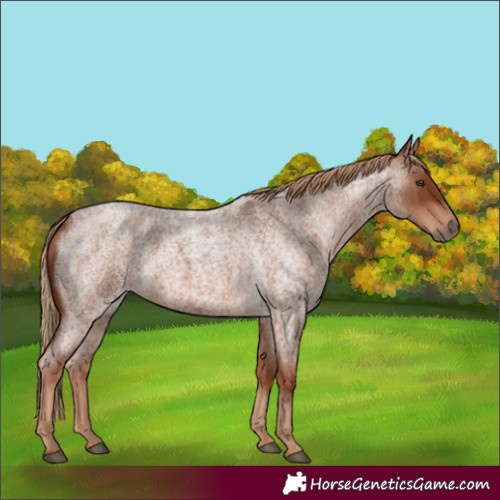 Horse Color:Red Roan 