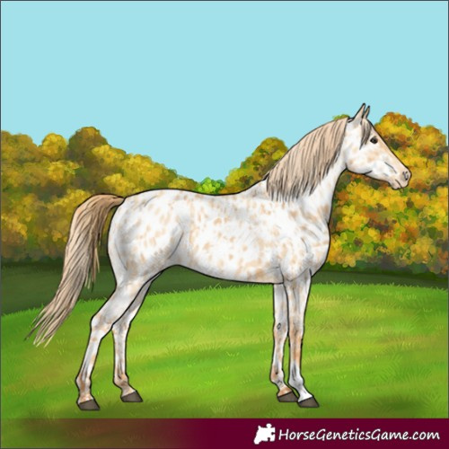 Horse Color:Red Dun Appaloosa  and Gold Champagne Dun Appaloosa 