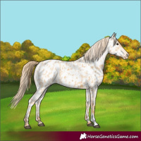 Horse Color:Red Dun Near Leopard  and Gold Champagne Dun Near Leopard 