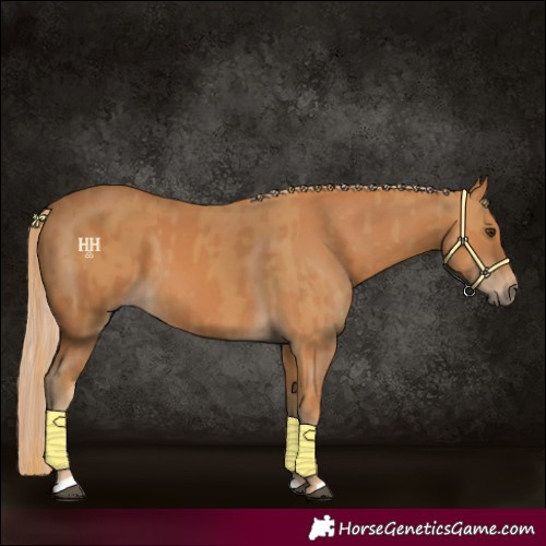 Horse Color:Chestnut  and Chestnut 