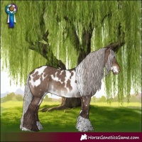 Horse Color:White Spotted Silver Brown Dun Tobiano Skewed LP Spotted Rabicano