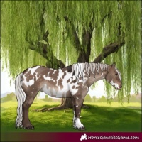 Horse Color:White Spotted Silver Brown Dun Tobiano Skewed Appaloosa Rabicano 