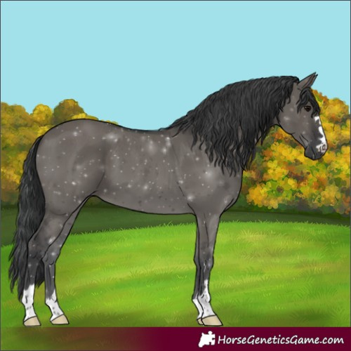 Horse Color:Grullo