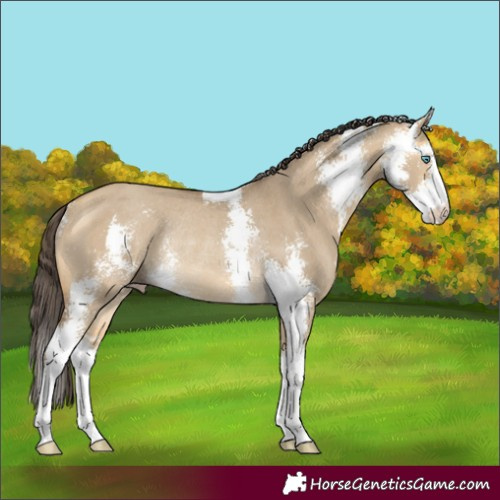 Horse Color:Sable Cream Champagne Dun Sabino Rabicano