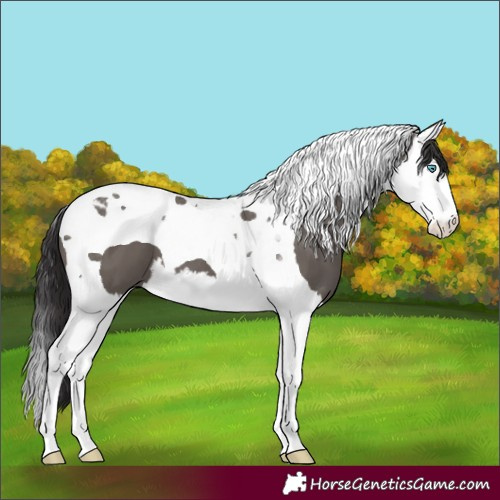 Horse Color:Smoky Grullo Splash Tobiano