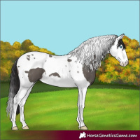 Horse Color:Smoky Grullo Splash Tobiano