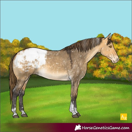 Horse Color:Buckskin Dun Tobiano Snowcap