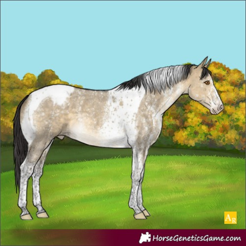 Horse Color:Buckskin Dun Sabino Tobiano Appaloosa 