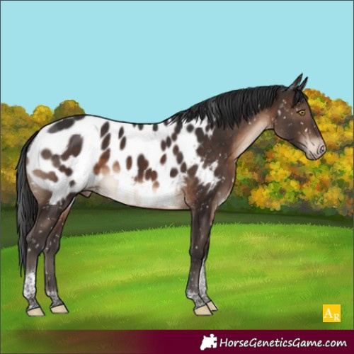 Horse Color:Brown Tobiano Appaloosa 