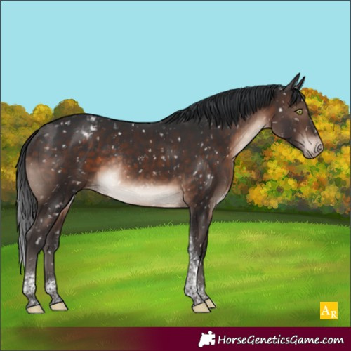 Horse Color:Brown Mushroom Tobiano Appaloosa Rabicano 