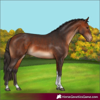 Horse Color:Bay Tobiano Blanket 
