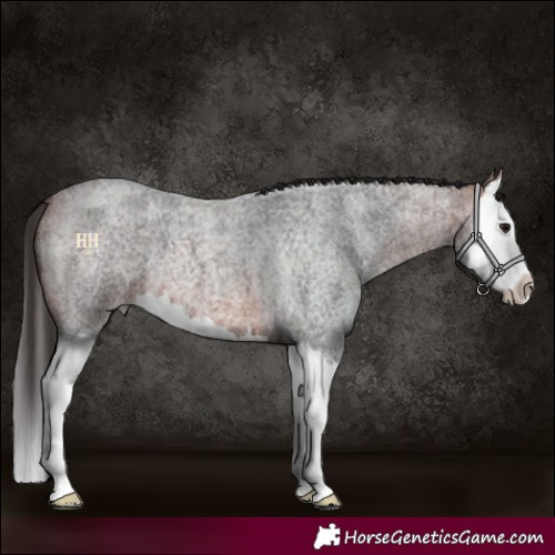 Horse Color:Bay Roan Splash