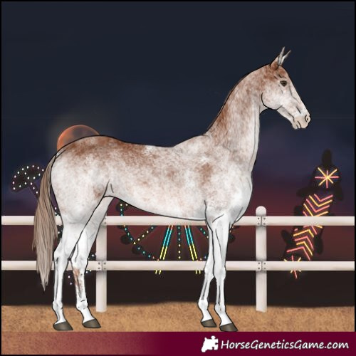 Horse Color:White Spotted Chestnut 