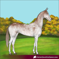 Horse Color:White Spotted Chestnut
