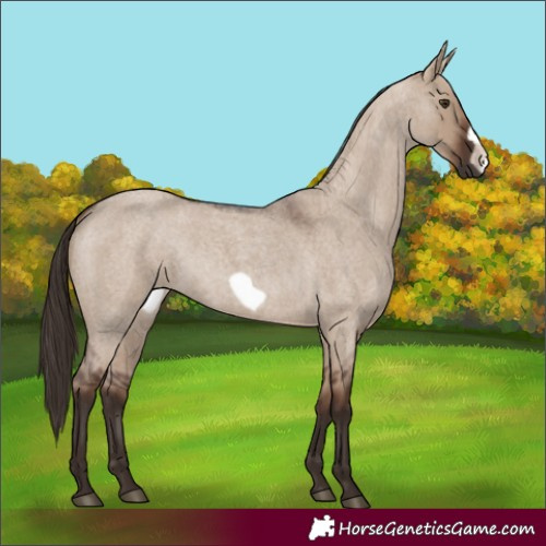 Horse Color:Liver Red Dun Roan Frame