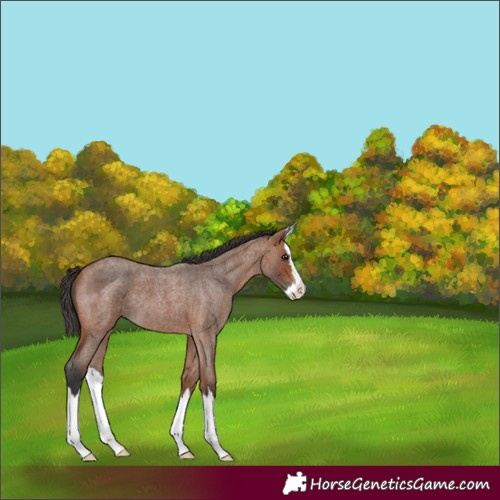 Horse Color:Bay Roan Splash