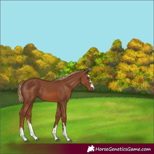 Horse Color:Chestnut 