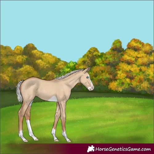Horse Color:Silver Classic Champagne Dun Splash Frame