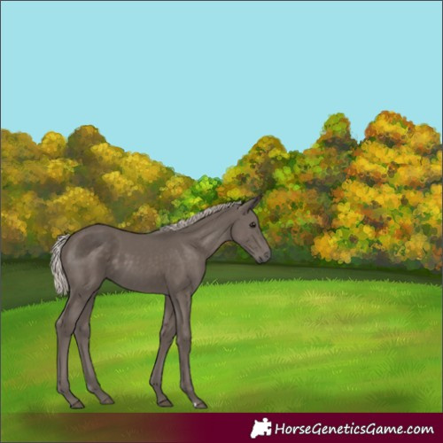 Horse Color:Silver Black 
