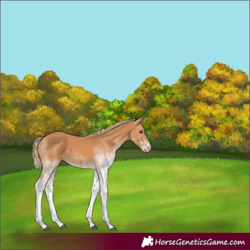Horse Color:White Spotted Chestnut Rabicano 