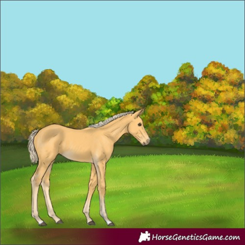 Horse Color:Palomino