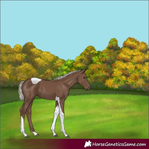 Horse Color:Silver Black Tobiano 