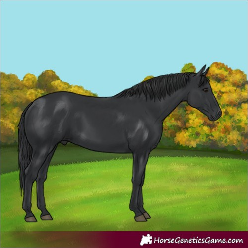 Horse Color:Black 