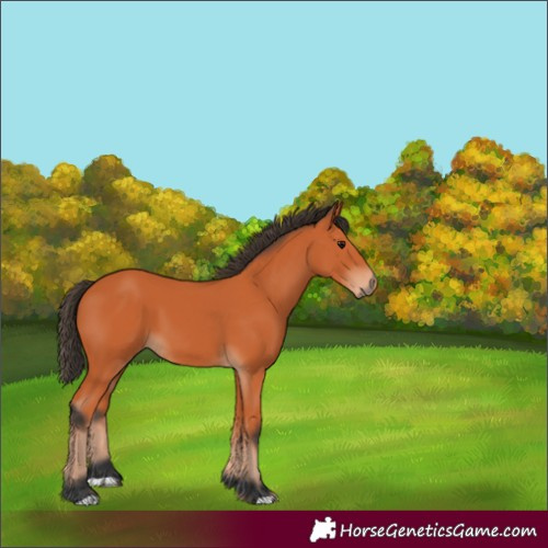 Horse Color:Unknown 