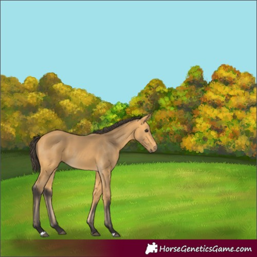 Horse Color:Buckskin 