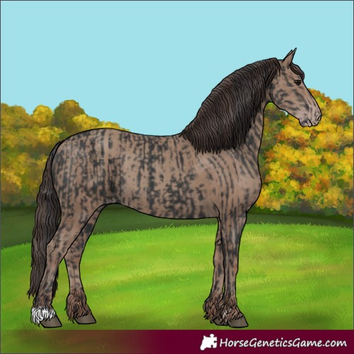 Horse Color:Black  and Classic Champagne 