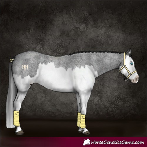 Horse Color:Blue Roan Splash 