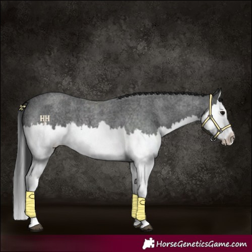 Horse Color:Blue Roan Splash 