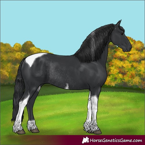 Horse Color:Black Tobiano Rabicano 