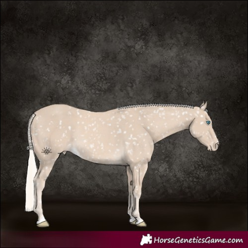 Horse Color:Cremello Skewed LP Spotted Rabicano
