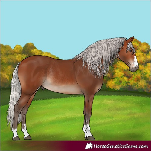 Horse Color:Silver Brown Rabicano 