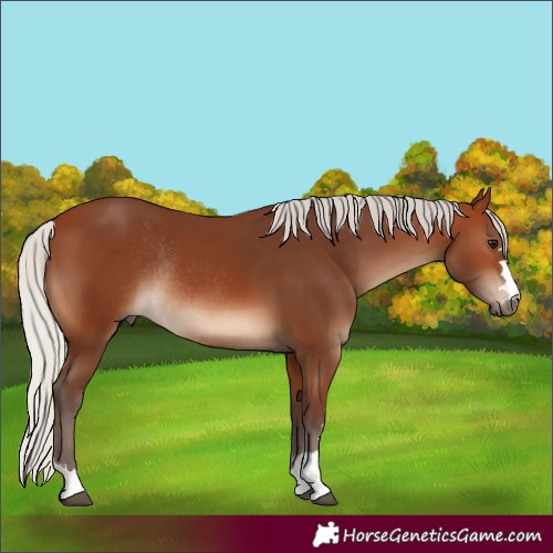 Horse Color:Silver Brown Rabicano 