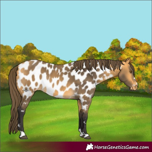 Horse Color:Buckskin Appaloosa Rabicano 