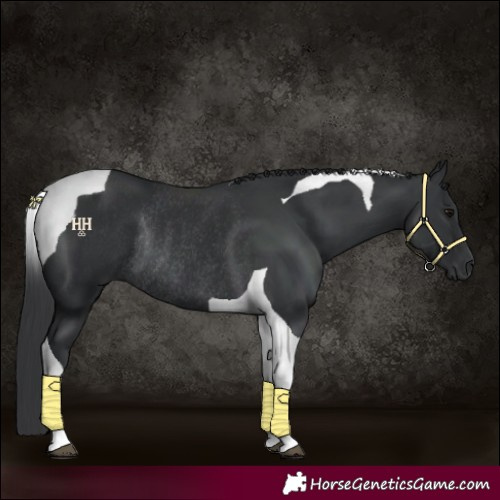 Horse Color:Black Tobiano Rabicano