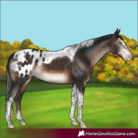 Horse Color:Brown Mushroom Sabino Tobiano Blanket 