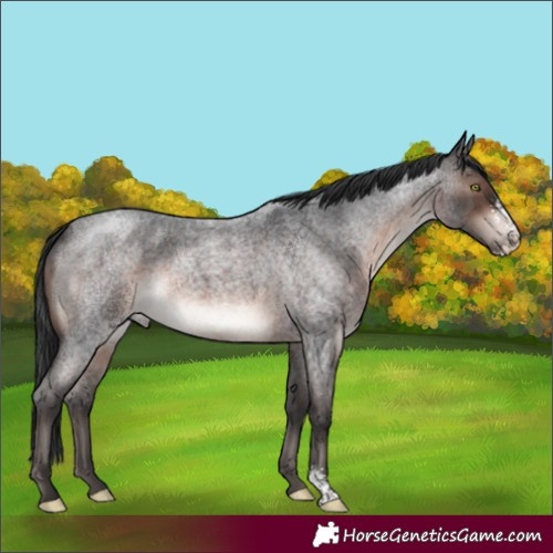 Horse Color:Brown Roan Mushroom Sabino