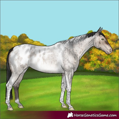 Horse Color:Brown Roan Dun Mushroom Tobiano Appaloosa Brindle