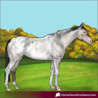 Horse Color:Brown Roan Dun Mushroom Tobiano Blanket Brindle