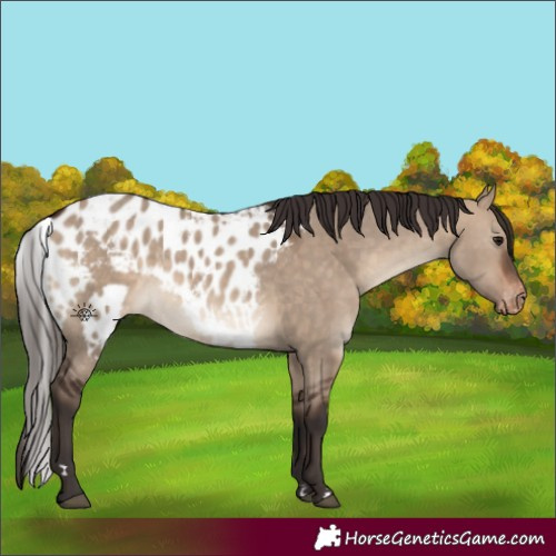 Horse Color:Bay Dun Skewed Appaloosa