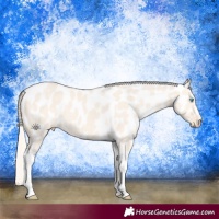 Horse Color:Cremello Dun Tobiano Appaloosa