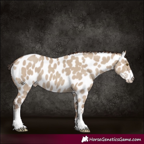 Horse Color:Classic Champagne Dun Sabino Appaloosa