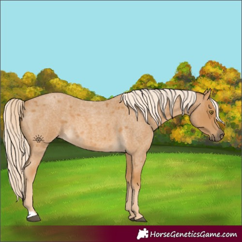Horse Color:Palomino Roan