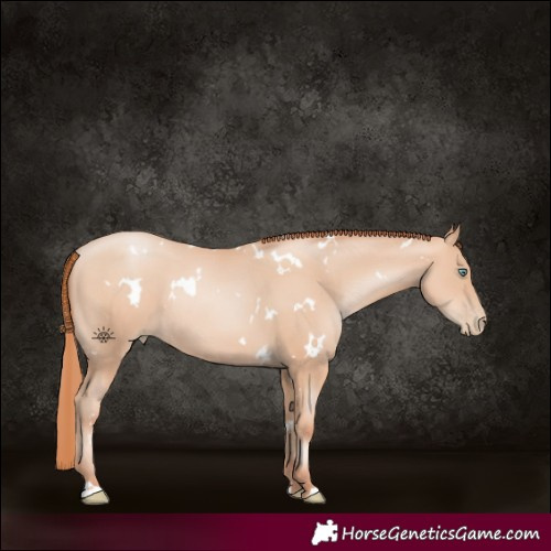 Horse Color:White Spotted Amber Champagne Pearl Rabicano